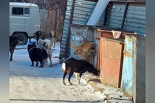 Амурчан просят перестать кормить бездомных собак