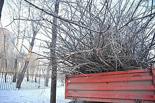 Амурский бульвар в Хабаровске очищают от сухих деревьев