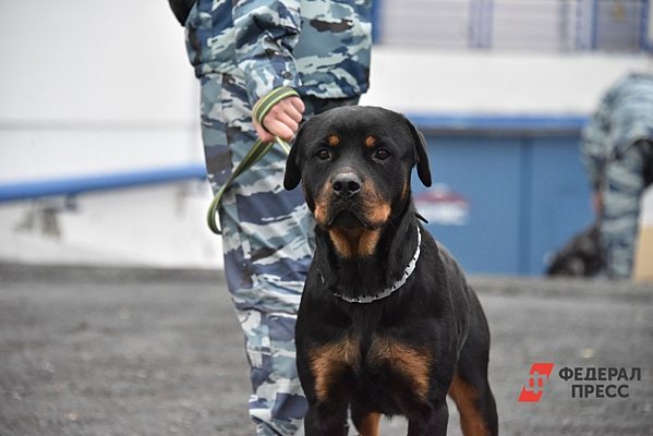 Десятки учреждений Петрозаводска снова проверили из-за угрозы минирования