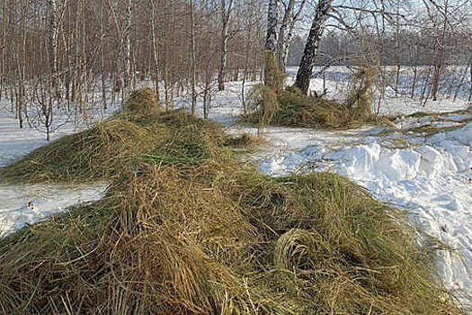 Город Куйбышев огородили барьером из снега и сена от массовой миграции косуль