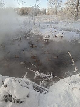 Хамам для крякающих спонтанно появился на улице в Костроме