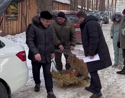 Львенка Цезаря привезли из Оренбуржья в Ульяновск