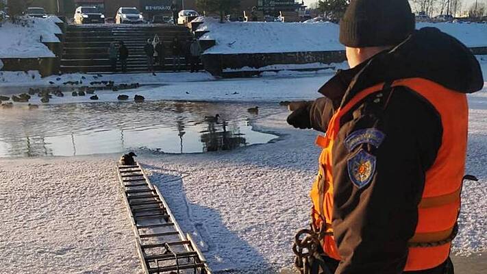 Подмосковные спасатели вызволили примерзшую к реке Наре утку