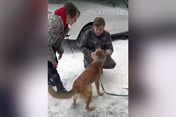 Потерявшаяся под Тверью собака нашла своих хозяев в Брянске