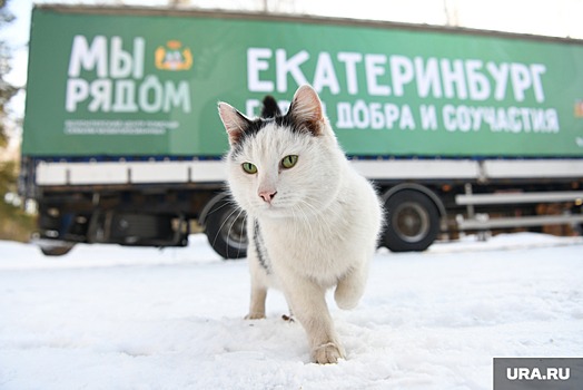 Против проводницы, выбросившей кота Твикса, завели дело