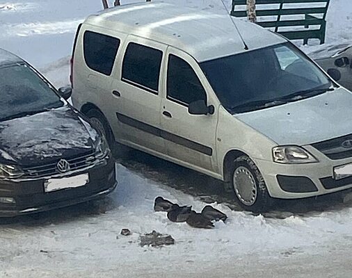 Саратовцы переживают за умирающих уток на Батавина