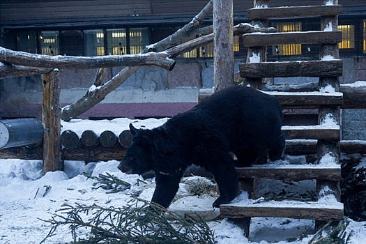 Щелковскую елку с площади у Кремля передали в Московский зоопарк