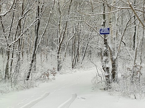 Умеренный снег передают в Приморье в среду