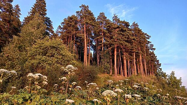 В 2024 году в рамках нацпроекта восстановят более 11 тысяч гектаров леса Удмуртии