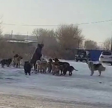 В Благовещенска начали штрафовать владельцев, которые выпускают агрессивных собак на самовыгул