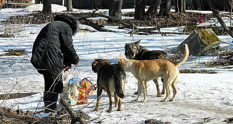 В Петербурге мужчина открыл стрельбу по жительнице города за то, что она пришла покормить бездомную собаку