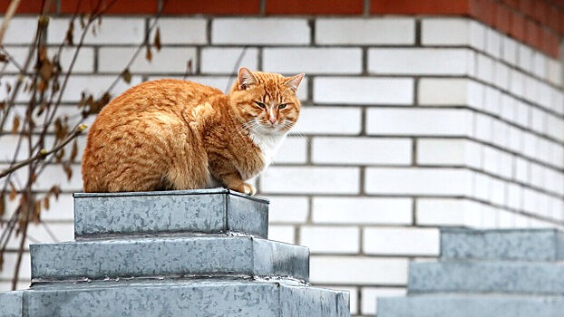 В РЖД отреагировали на смерть кота Твикса