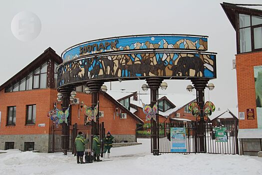 В зоопарк Ижевска переехала белая медведица Шайна