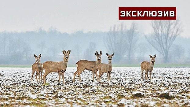 Волонтер из Омска рассказала о возвращении косуль из города при помощи «лесных столовых»