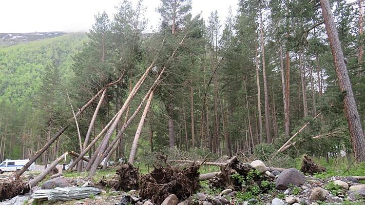 Житель Кабардино-Балкарской Республики, по указанию которого экскаватором была повалена 21 сосна, предстанет перед судом