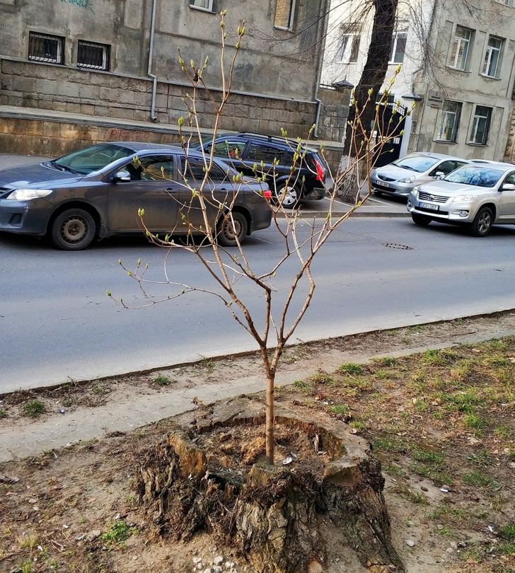 17 доказательств того, что жизнь побеждает все