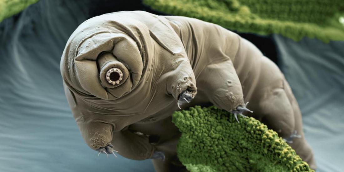 Тихоходка (Tardigrada)