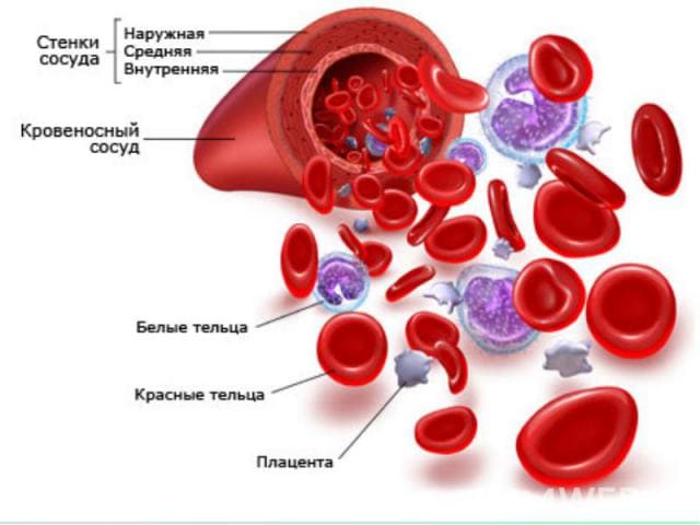 9 показателей крови, которые расскажут о вас всё!