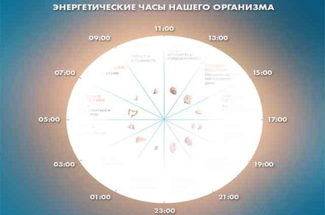 Энергетические часы нашего организма