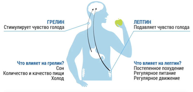 Гормоны голода и насыщения: укрощаем и худеем!