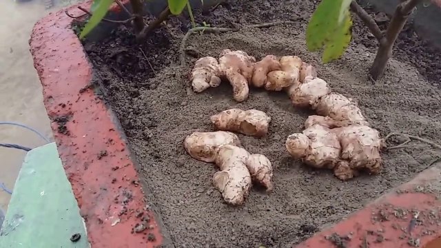 Когда сажать имбирь в горшок и в грунт