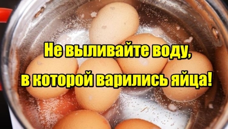 Не выливайте воду, в которой варились яйца!