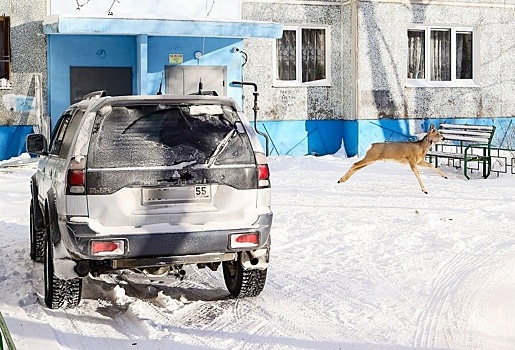 СМИ сообщили, что в организмах косуль, которые атаковали Омск, нашли следы яда