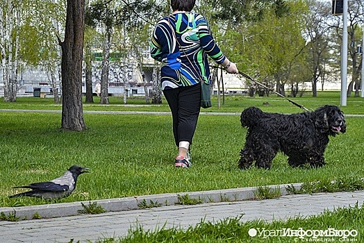 В Екатеринбурге изменят правила размещения площадок для выгула собак