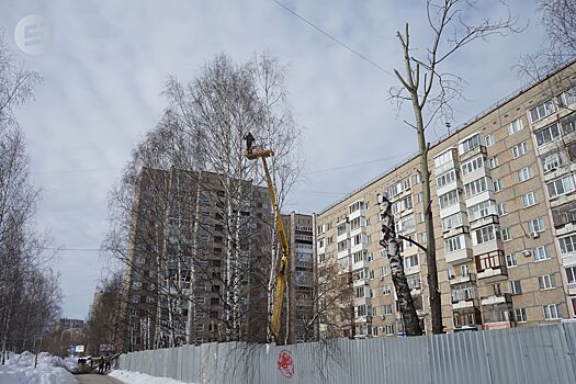 В Ижевске высадят ясени взамен вырубленных деревьев на улице Молодёжной