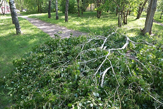 В Новосибирске суд прекратил уголовное дело директора «Горзеленхоза»