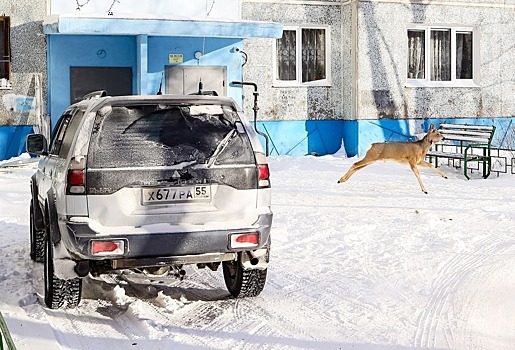 В Омске во дворе дома нашли голову растерзанной косули