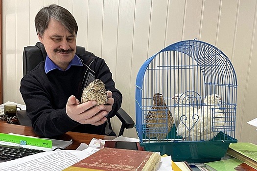 В Омске вывели уникальную перепелку