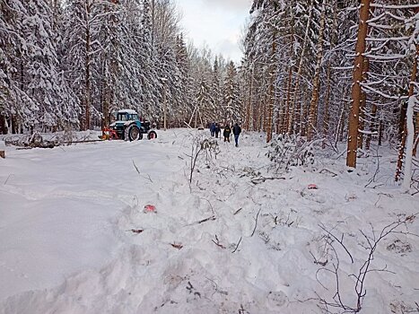 В Подмосковье выявили свыше ста нарушений лесного законодательства с начала года