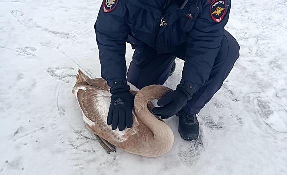 Замерзшего лебедя спасли сотрудники транспортной полиции в Санкт-Петербурге