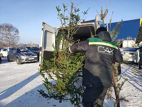 Жители Новосибирска сдали на переработку 930 ёлок