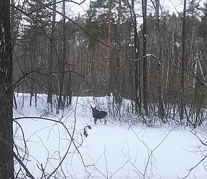 Жителям Подмосковья рассказали, что делать при встрече с лосем