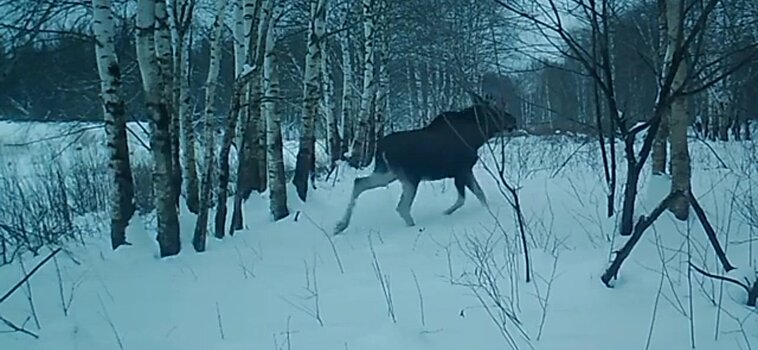 Кировчанин пошёл на охоту на зайца, а добыл лося. Незаконно