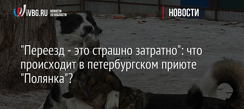 "Переезд - это страшно затратно": что происходит в петербургском приюте "Полянка"?