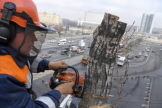 Стали известны итоги тестового голосования о вырубке тополей в Москве