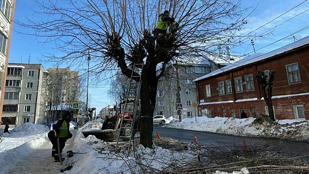 В Кирове завершена омолаживающая обрезка деревьев