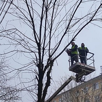 Осенью Калугу начнут избавлять от сухостоя