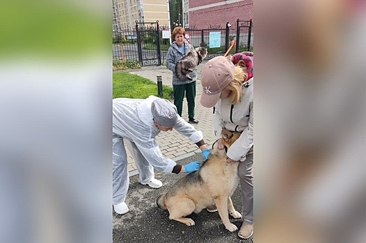 Почти 30 жилых домов попали в зону карантина по бешенству в Екатеринбурге