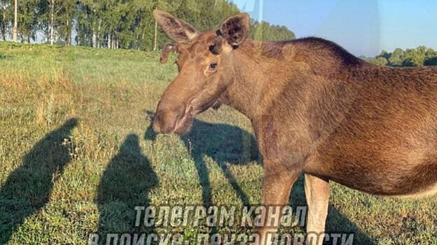 В Колышлейском районе молодой лось сам подошел к людям