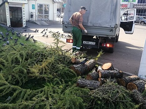 В районе филармонии вырубают аварийные деревья