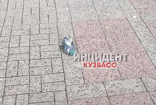 Мертвые голуби в центре Кемерова взволновали жителей