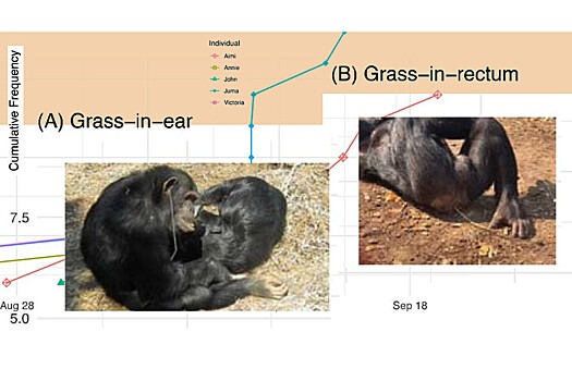 Ученые сообщили о группе шимпанзе с традицией ношения травинки в анусе
