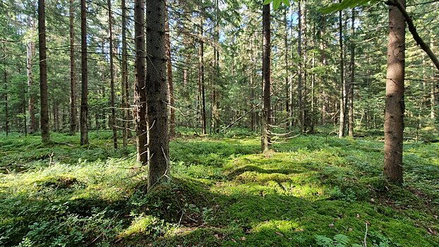 На благоустройство парка «Дружбы» в Люберцах выделят почти 1,3 млрд рублей