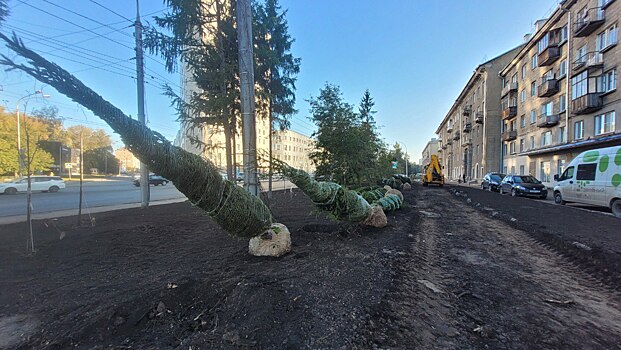 На проспекте Дзержинского в Новосибирске высаживают московские ели