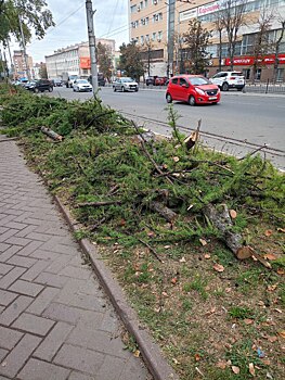 На улице Гагарина спилили деревья