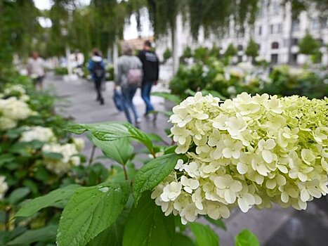 Синоптик Позднякова: московские абрикосы и гортензии могут не пережить зиму